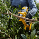 DeWALT DCMPP568N dārza šķēres